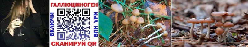 Псилоцибиновые грибы Psilocybe Белозерск